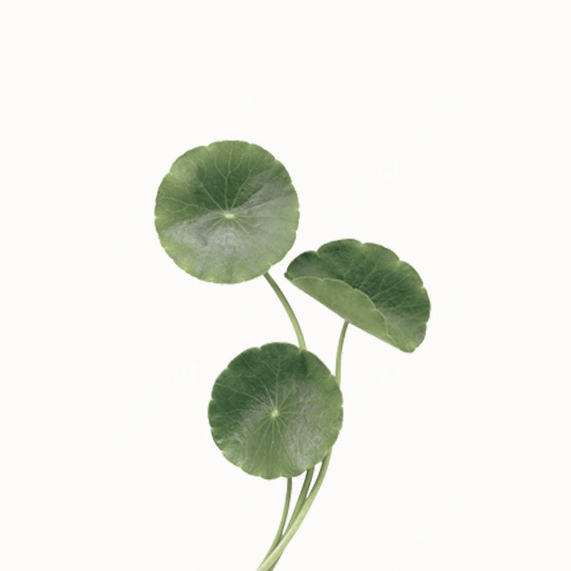 CENTELLA ASIATICA